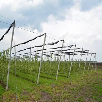 STALPI DIN BETON PRECOMPRIMAT PENTRU AGRICULTURA INALTIME 7.5M