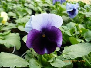 PANSELUTE-VIOLA WITROCKIANA - VIOLA CORNUTA