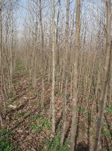 PLATANUS ACERIFOLIA,ORIENTALIS