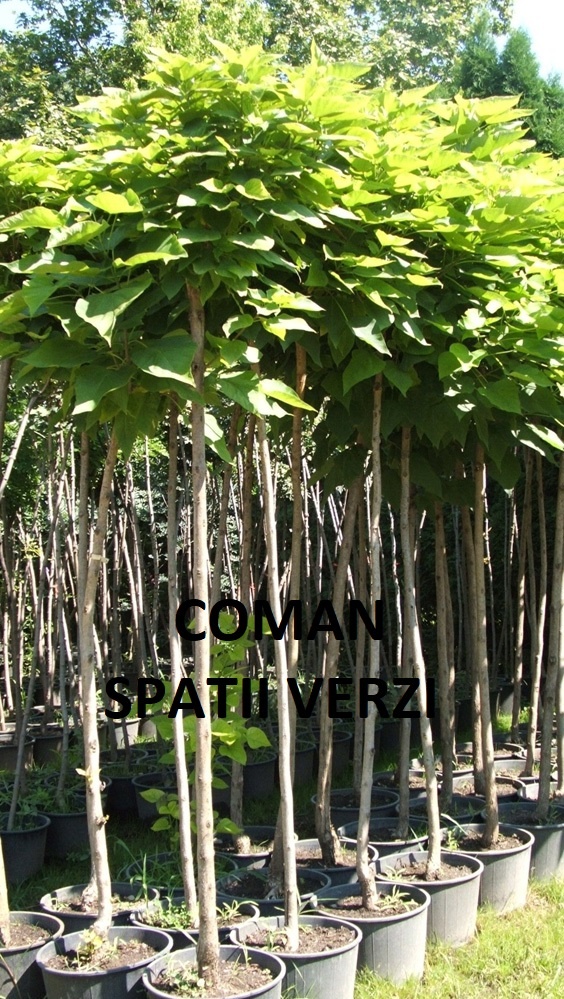 CATALPA BIGNONIOIDES NANA (GLOBULARA)