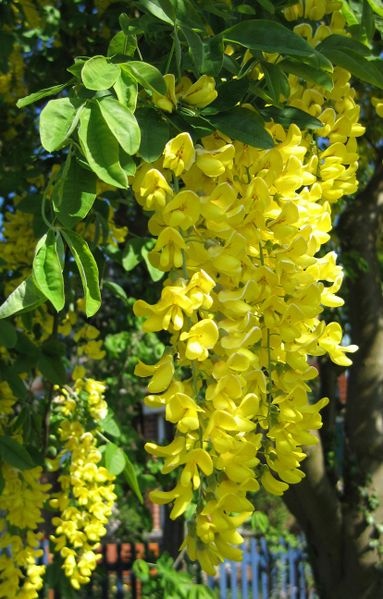 LABURNUM VOSSII