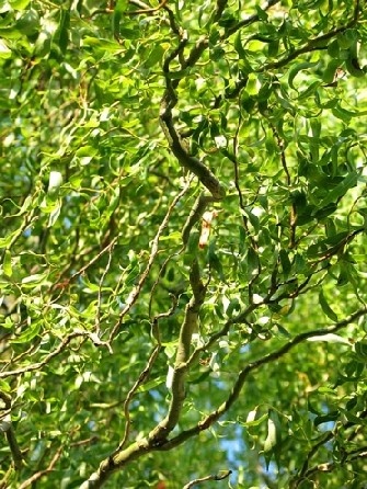 SALIX MATSUDANA TORTUOSA