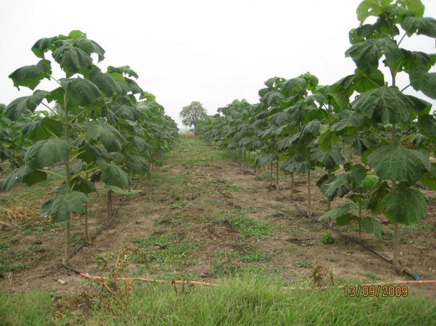 Paulownia De Vanzare Paulownia De Vanzare