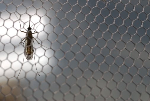 PLASE INSECTE RULOU WWW.REPARATII-FERESTRE.COM