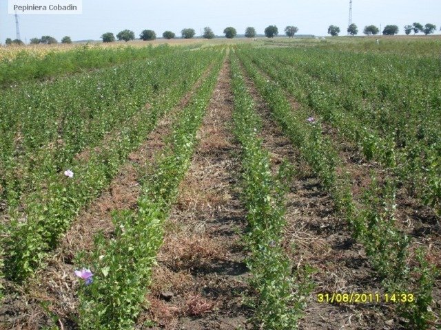 HIBISCUS SYRIACUS (ZAMOSITA DE SIRIA)