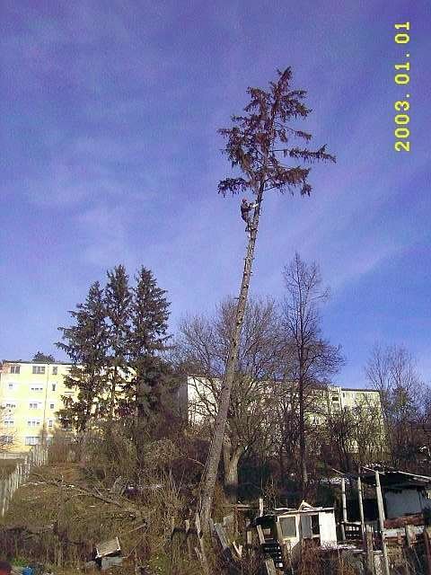 TAIERI COPACI CLUJ