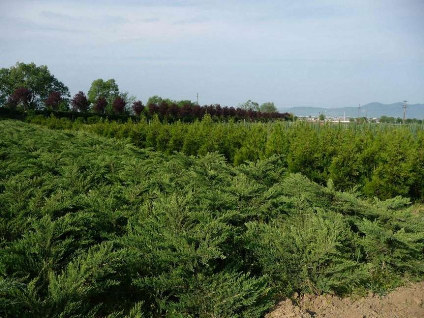 JUNIPERUS HORIZONTALIS