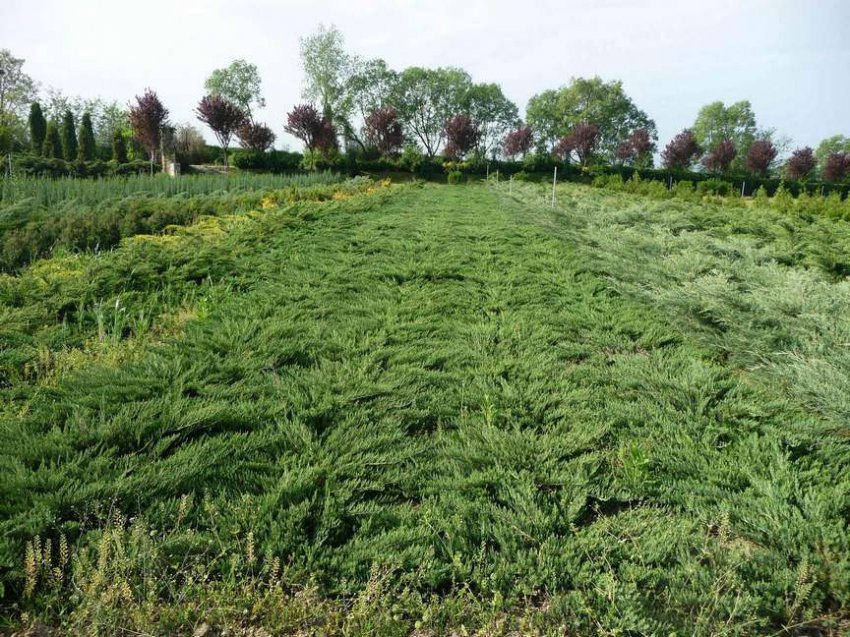 JUNIPERUS SABINA NANA