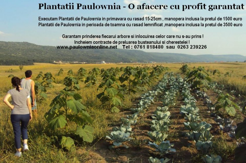 PRODUCATOR PAULOWNIA IN ROMANIA