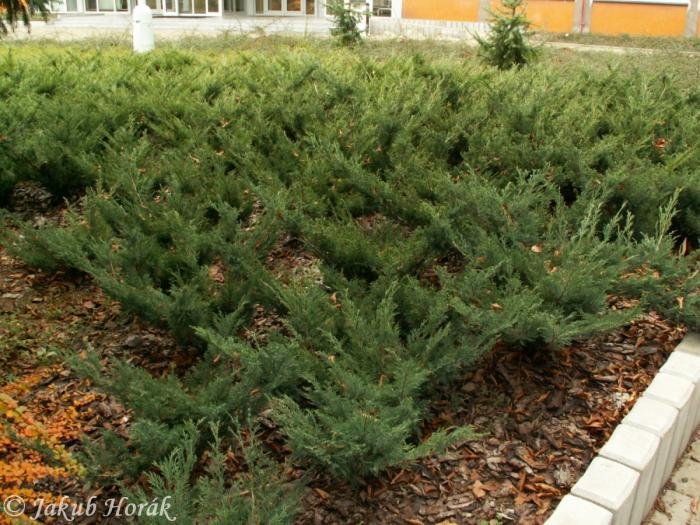 JUNIPERUS SABINA