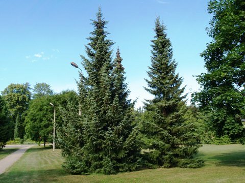 PICEA OMORICA