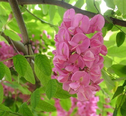 ROBINIA HISPIDA