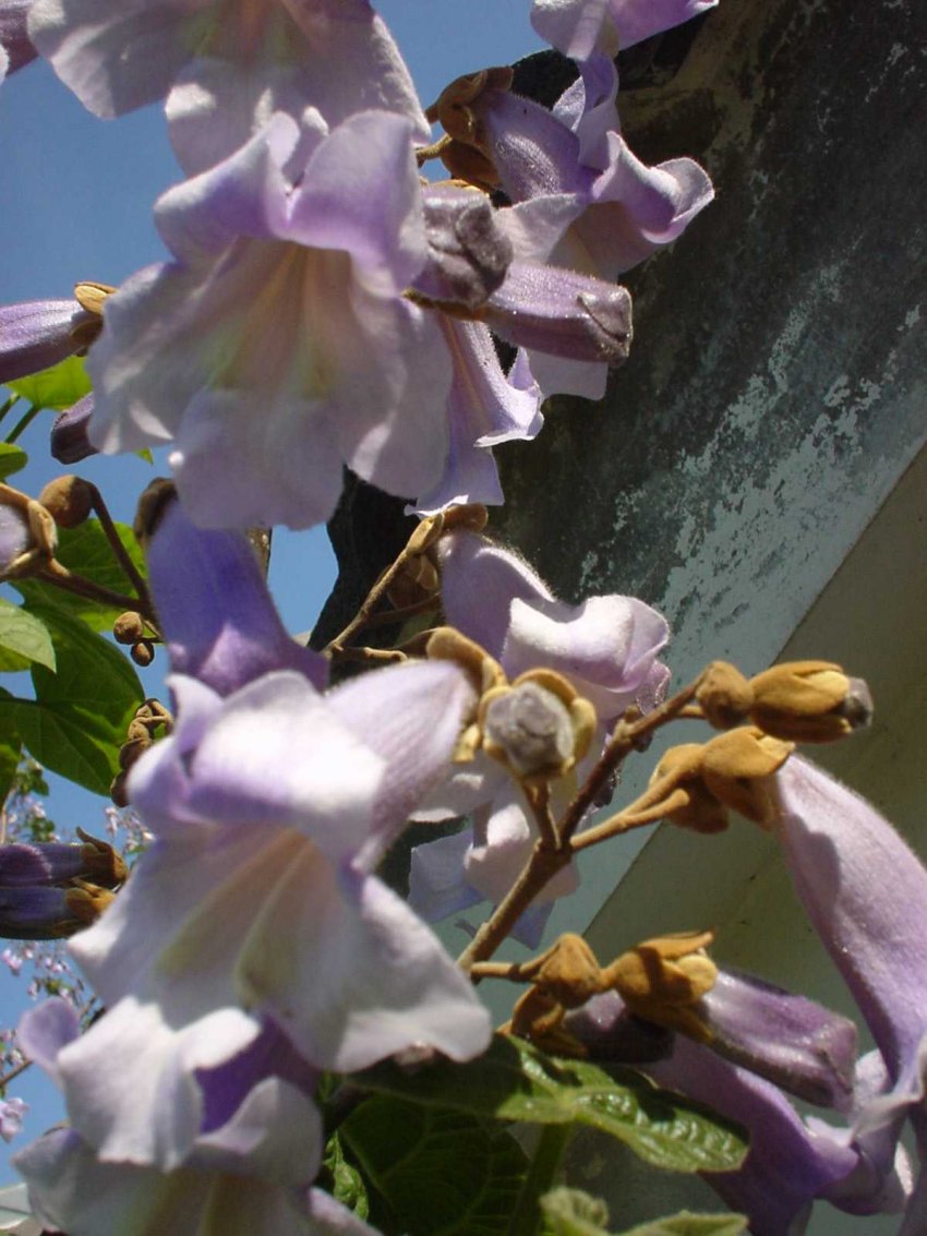 PAULOWNIA TOMENTOSA