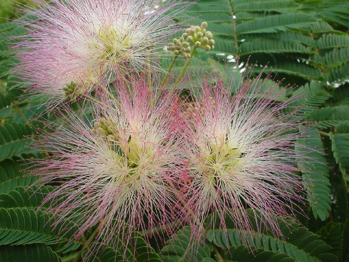 ALBIZIA JULIBRISSIN