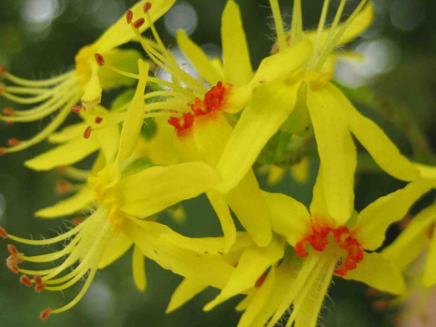 KOELREUTERIA PANICULATA