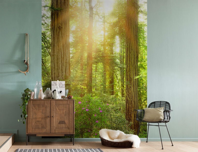 FOTOTAPET PADURE DE SEQUOIA VLIES