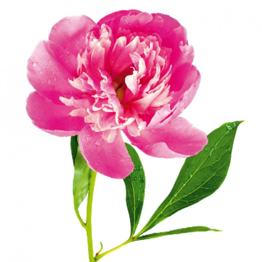 STICKER PERETE FLOARE DE BUJOR ROZ