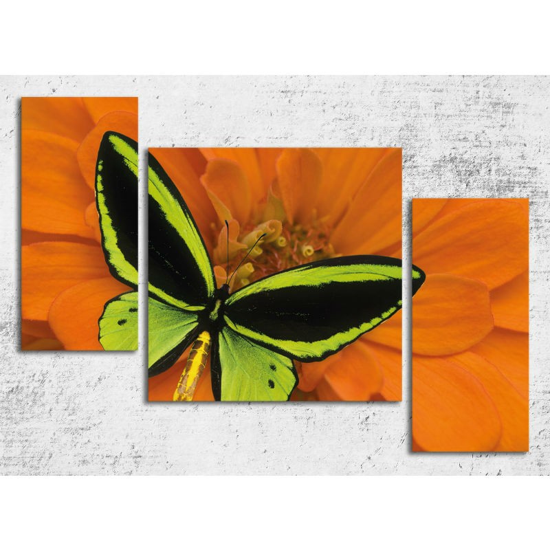 TABLOU CANVAS CU FLUTURE PE FLOARE ORANJ 100 X 70 CM