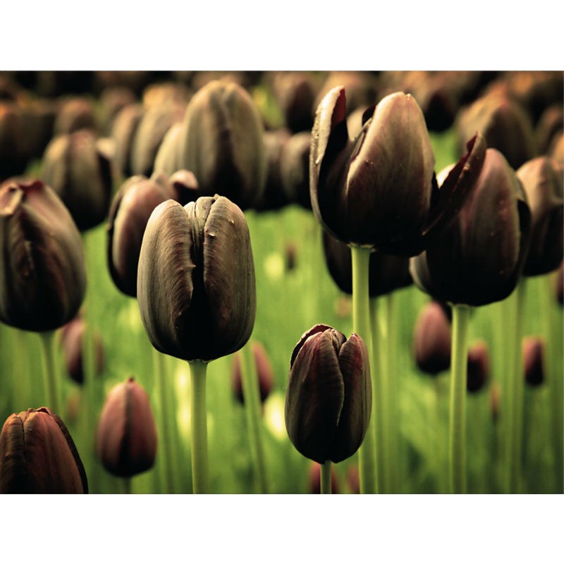 TABLOU LALELE NEGRE 80X60 CM - FRUMUSETE ROBUSTA