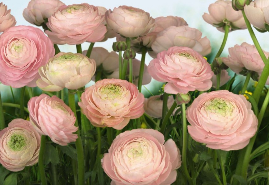FOTOTAPET FLORAL - FLORI BUTTERCUPS