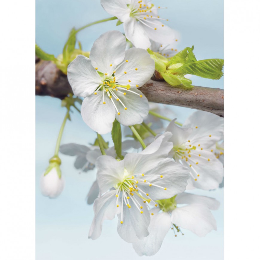 FOTOTAPET FLORI - INFLORIREA MERILOR
