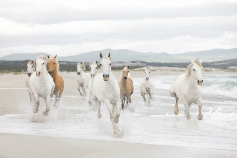 FOTOTAPET CAI - LIBERTATEA ANIMALELOR