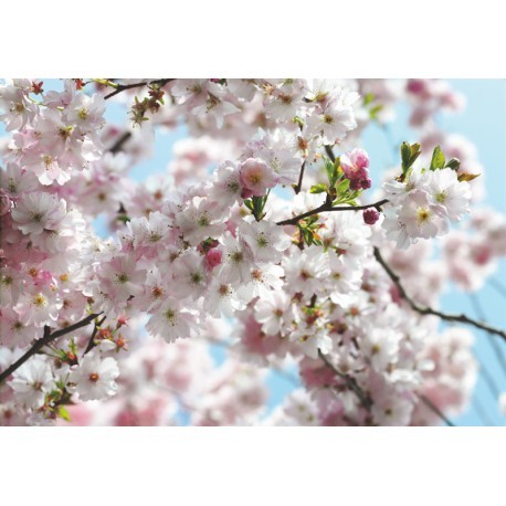 FOTOTAPET FLORI DE CIRES HANAMI