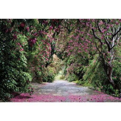 FOTOTAPET WICKLOW PARK