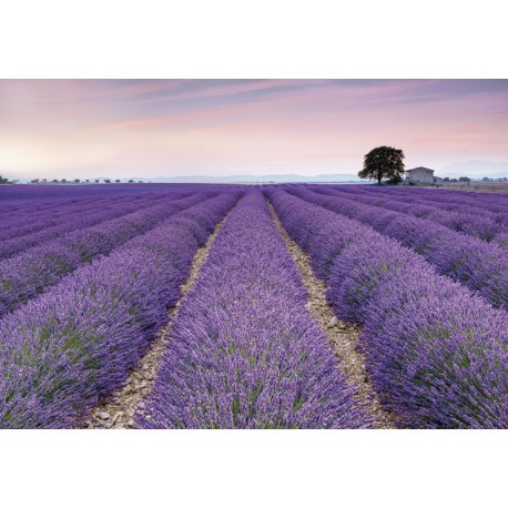 FOTOTAPET LAVANDA PROVENCE