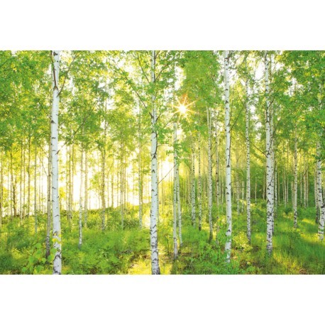 FOTOTAPET DIMINEATA PRINTRE MESTECENI
