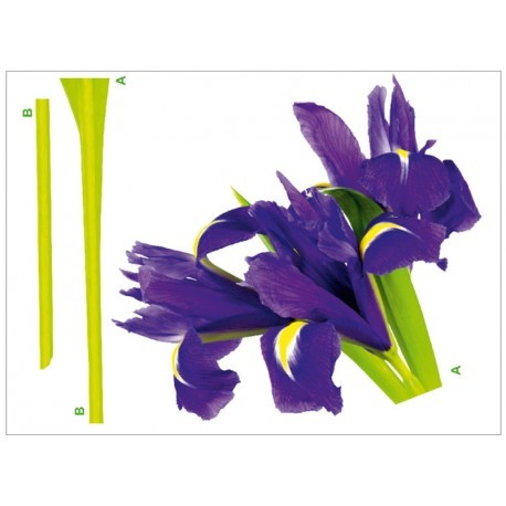 DECOR PERETE FLOARE DE IRIS VIOLET