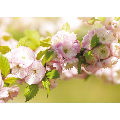 FOTOTAPET FLORI ROZ