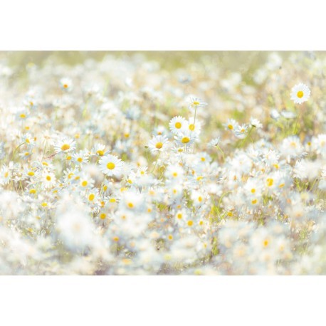 FOTOTAPET FLORAL MARGARETE