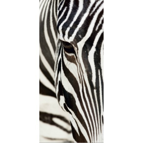 FOTOTAPET ANIMALE - ZEBRA