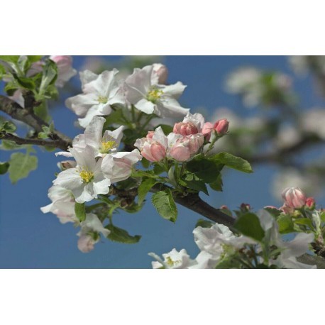 FOTOTAPET FLORAL PRIMAVERA