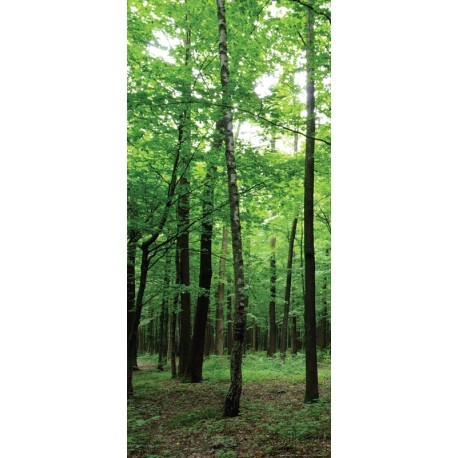 FOTOTAPET USI PADURE