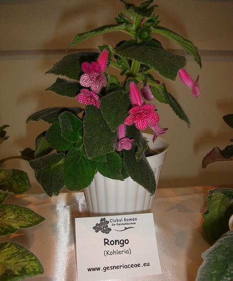 Kohleria Rongo