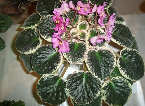 Violeta Africana Variegata