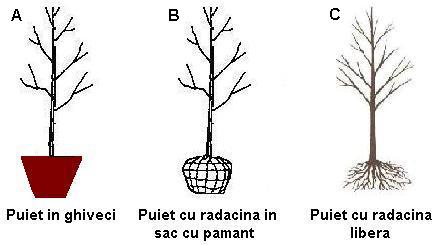 Cele trei tipuri de puieti