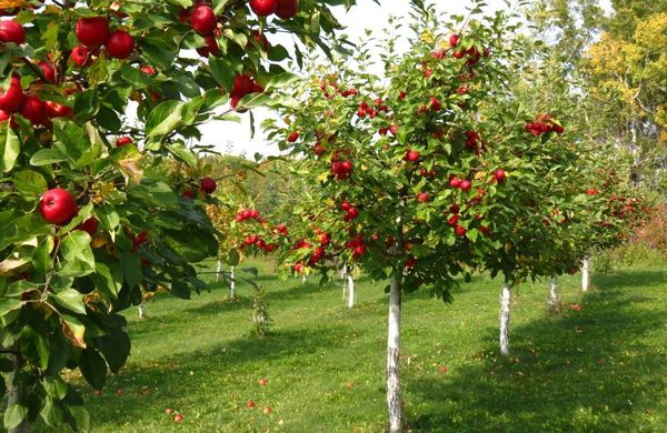 Pomi fructiferi plantati in livada