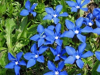 Gentiana