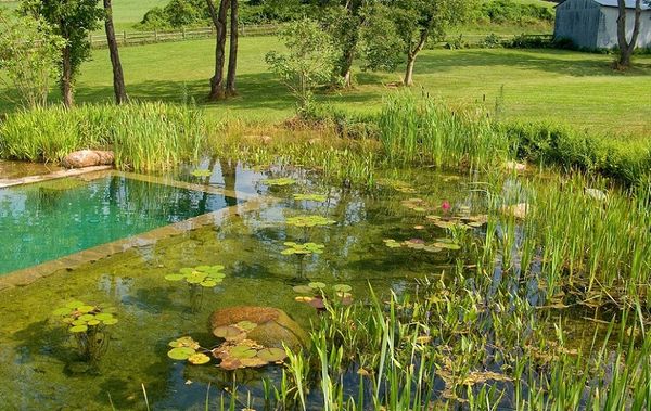 Piscinele naturale