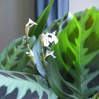 Maranta leuconeura 