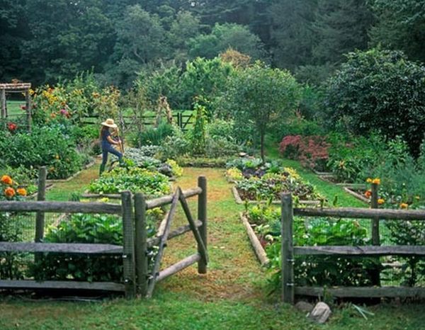 Plante companion in gradina de legume