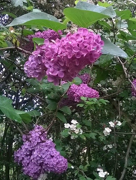 Liliac in gradina