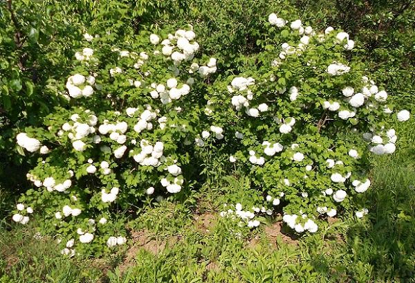 Calinul, bulgarele de zapada din gradina