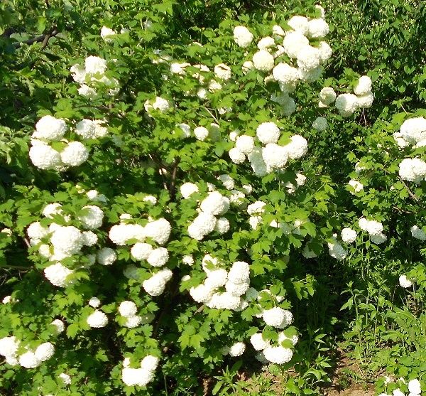 Calinul, bulgarele de zapada din gradina