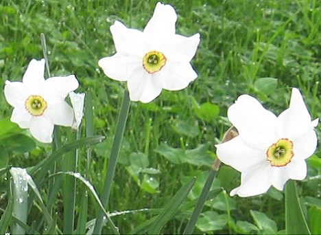 Narcissus poeticus - detaliu floare
