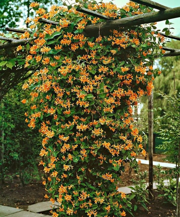 Plante cataratoare - caprifoiul