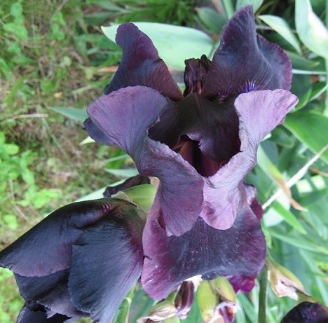 Floare iris
